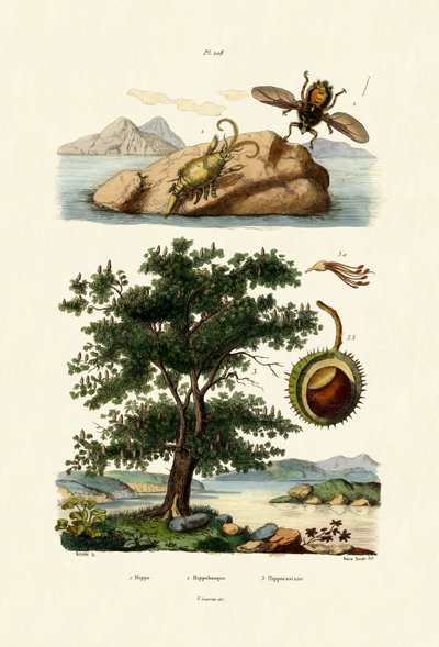 Bait Bug，1833-39 作者 法语学校